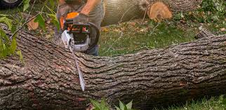 Best Storm Damage Tree Cleanup  in Heber Springs, AR