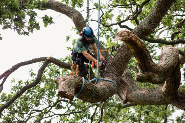 Best Tree Mulching  in Heber Springs, AR