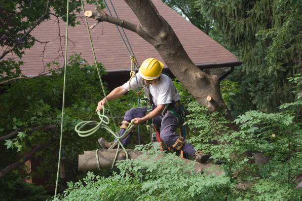 How Our Tree Care Process Works  in  Heber Springs, AR