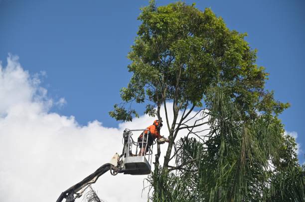 Best Palm Tree Trimming  in Heber Springs, AR