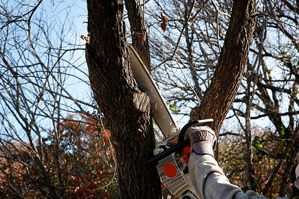 Best Tree Risk Assessment  in Heber Springs, AR