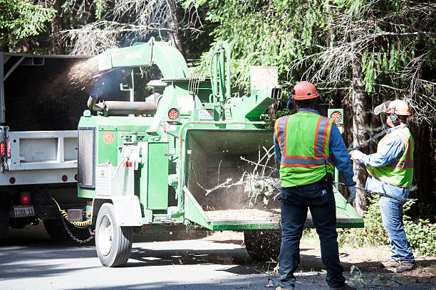 Best Arborist Consultation Services  in Heber Springs, AR