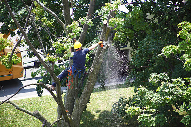 Best Tree Health Inspection  in Heber Springs, AR