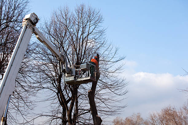 Best Hedge Trimming  in Heber Springs, AR